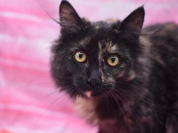 Domestic Medium Hair Cats Available for Adoption - Opal | PetCurious