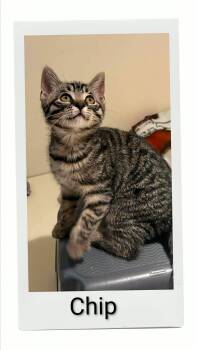 Chip -  Domestic Short Hair Cat for Adoption in Caistor Centre, Ontario - Chip | PetCurious