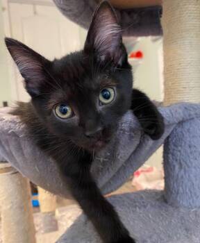 King Julien -  Domestic Short Hair Cat for Adoption in Fort Mill, South Carolina - King Julien | PetCurious