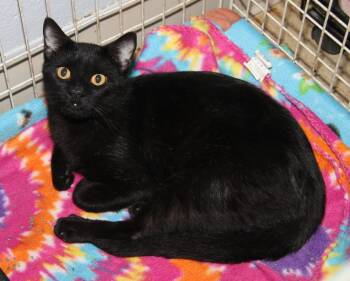 Sprinkles (Spayed) -  Domestic Short Hair Cat for Adoption in Marietta, Ohio - Sprinkles (Spayed) | PetCurious