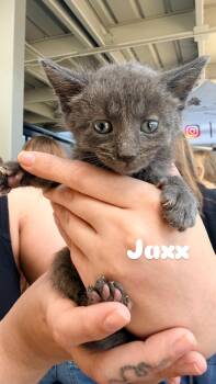 Domestic Short Hair Cats Available for Adoption in Penryn, California - Jaxx | PetCurious