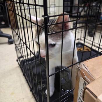 Morgan -  Domestic Short Hair Cat for Adoption in New York, New York - Morgan | PetCurious
