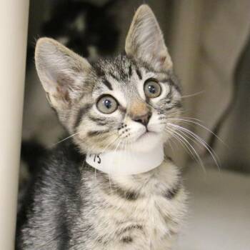 Vega -  Domestic Short Hair Cat for Adoption in Los Angeles, California - Vega | PetCurious