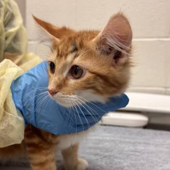 Sam -  Domestic Short Hair Cat for Adoption in Murray, Utah - Sam | PetCurious