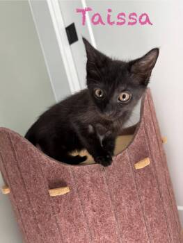 Taissa -  Domestic Short Hair Cat Available for Adoption in Clarksville, Tennessee - Taissa | PetCurious