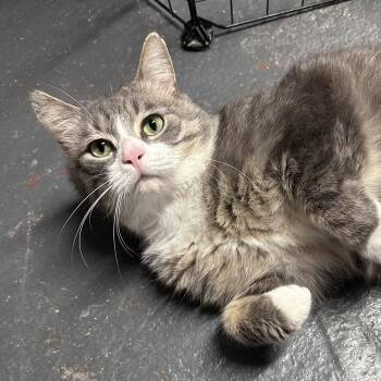 Chester Copperpot -  Domestic Short Hair Cat for Adoption in Syracuse, New York - Chester Copperpot | PetCurious