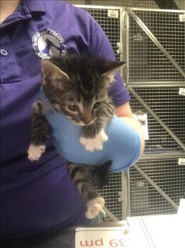 A429830 -  Domestic Short Hair Cat for Adoption in Conroe, Texas - A429830 | PetCurious