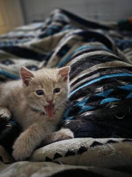 Domestic Short Hair Cats Available for Adoption in Johnson City, Tennessee - Morgan | PetCurious