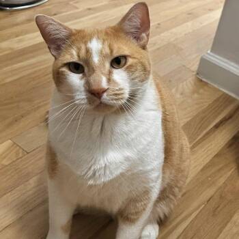 Mylo -  Domestic Short Hair Cat for Adoption in New York, New York - Mylo | PetCurious