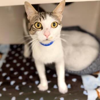 Gavin -  Domestic Short Hair Cat for Adoption in Sarasota, Florida - Gavin | PetCurious