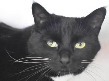 Domestic Short Hair Cats Available for Adoption in Portland, Oregon - Miss Sassy | PetCurious