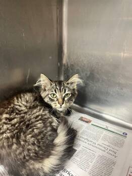 Oobie -  Domestic Medium Hair Cat for Adoption in Hopkinsville, Kentucky - Oobie | PetCurious