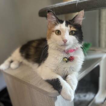 Rescue Domestic Medium Hair Cats for Adoption in Decatur, Illinois - Edamama | PetCurious