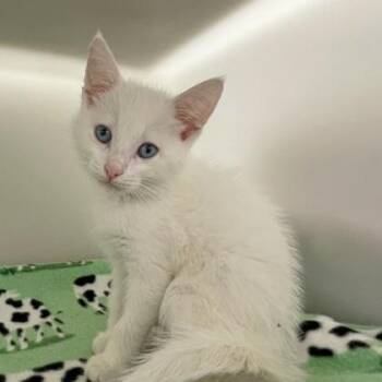 Anthony -  Domestic Short Hair Cat for Adoption in Wheaton, Illinois - Anthony | PetCurious