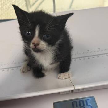 Chandler -  Domestic Short Hair Cat for Adoption in Columbiana, Alabama - Chandler | PetCurious