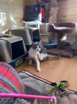 Cream -  Domestic Short Hair Cat for Adoption in Spencerville, Ontario - Cream | PetCurious