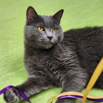 Rescue Domestic Short Hair Cats for Adoption in St. Cloud, Minnesota - Sasha (part Of A Bonded Pair = Muffet) | PetCurious