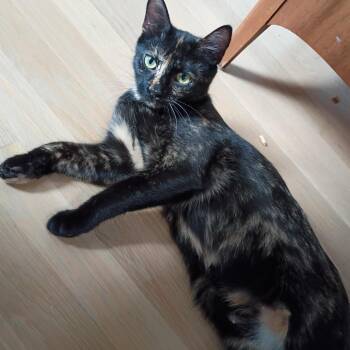 Patti -  Domestic Short Hair Cat for Adoption in Mebane, North Carolina - Patti | PetCurious