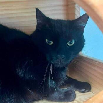 Taco Truck -  American Shorthair Cat for Adoption in New Philadelphia, Ohio - Taco Truck | PetCurious