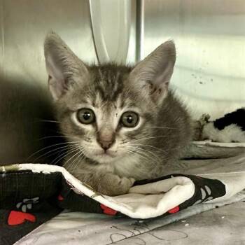 KIKI -  Domestic Short Hair Cat for Adoption in Riverside, California - KIKI | PetCurious