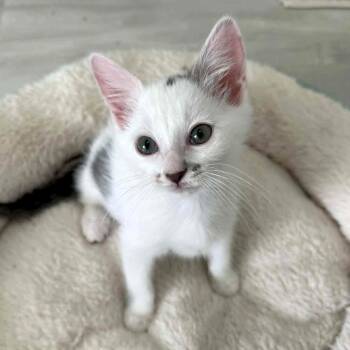 Rescue Domestic Medium Hair Cats for Adoption in Fairway, Kansas - Dot | PetCurious