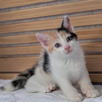 Birch -  Domestic Short Hair Cat for Adoption in Fort Lauderdale, Florida - Birch | PetCurious