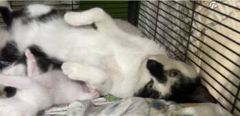 Domestic Short Hair Cats Available for Adoption in Havertown, Pennsylvania - Greer | PetCurious