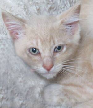 Tyler -  Domestic Short Hair Cat for Adoption in Lexington, Virginia - Tyler | PetCurious