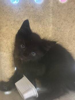 A800445 -  Domestic Medium Hair Cat for Adoption in Louisville, Kentucky - A800445 | PetCurious