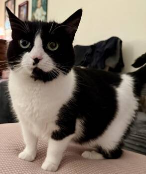 Zorro - A SWEET LITTLE TREAT -  Munchkin and Domestic Short Hair Cat for Adoption - Zorro - A SWEET LITTLE TREAT | PetCurious