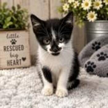 Turner -  Domestic Short Hair Cat for Adoption in Portsmouth, Ohio - Turner | PetCurious