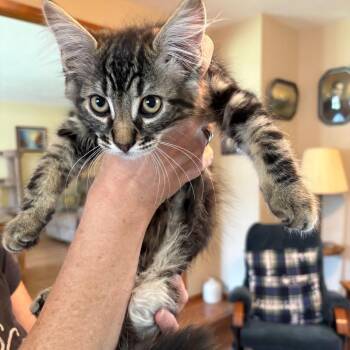 Velcro -  Domestic Long Hair Cat for Adoption in Ashland, Oregon - Velcro | PetCurious