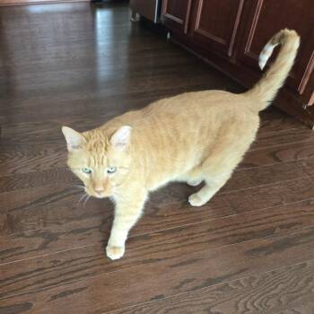 Domestic Short Hair Cats Available for Adoption in Mooresville, North Carolina - Morris | PetCurious