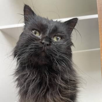 Persian Cats Available for Adoption in Champaign, Illinois - Tofu | PetCurious