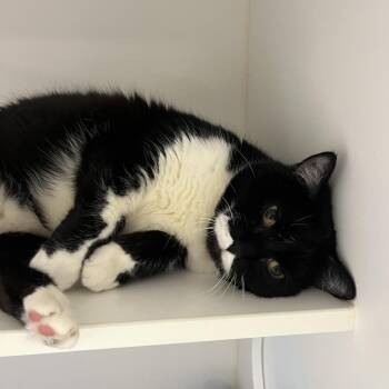 Zee -  Domestic Medium Hair Cat for Adoption in Philadelphia, Pennsylvania - Zee | PetCurious