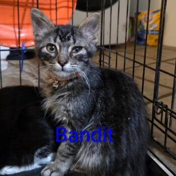 Bandit -  Domestic Long Hair Cat for Adoption in Marshall, Texas - Bandit | PetCurious