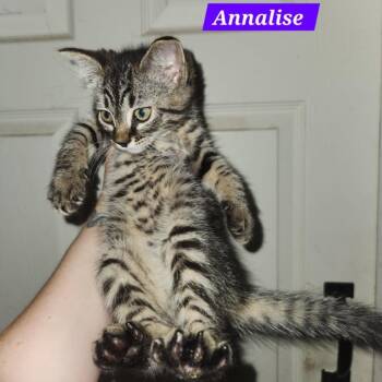 Annalise -  Domestic Short Hair Cat for Adoption in Charlottesville, Virginia - Annalise | PetCurious