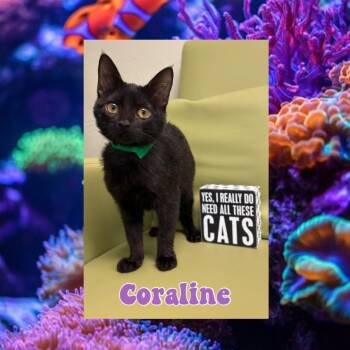 Coraline -  Domestic Short Hair Cat for Adoption in Royse City, Texas - Coraline | PetCurious