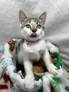 Rescue Domestic Short Hair Cats for Adoption in Tavares, Florida - Elysia | PetCurious