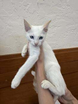 Walter ( CG) -  Siamese Cat for Adoption in Vacaville, California - Walter ( CG) | PetCurious