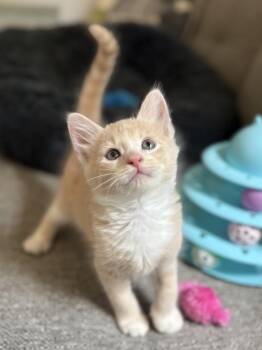 Charlie -  Tabby and Domestic Medium Hair Cat for Adoption in Brooksville, Florida - Charlie | PetCurious