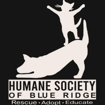 Domestic Long Hair Cats Available for Adoption in Blue Ridge, Georgia - Bridie | PetCurious