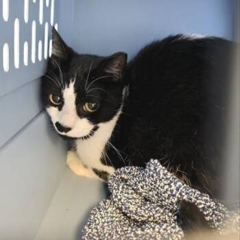 Cutie -  Domestic Short Hair Cat for Adoption in Fairport, New York - Cutie | PetCurious