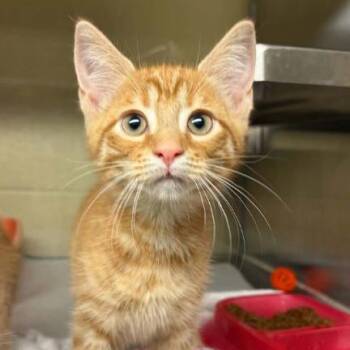 Pumpkin -  Domestic Short Hair Cat for Adoption in Concord, North Carolina - Pumpkin | PetCurious