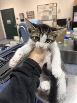 A1939286 -  Domestic Short Hair Cat for Adoption in Thousand Palms, California - A1939286 | PetCurious