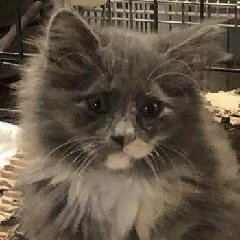 Mocha Latte -  Dilute Tortoiseshell and Domestic Long Hair Cat Available for Adoption in Knoxville, Tennessee - Mocha Latte | PetCurious