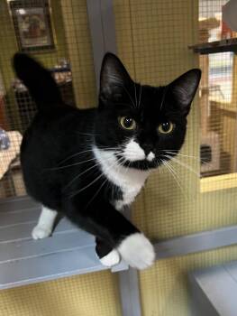 Mercedes -  Domestic Short Hair Cat for Adoption in Blasdell, New York - Mercedes | PetCurious