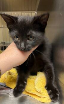 Salem -  Domestic Short Hair Cat for Adoption in Nacogdoches, Texas - Salem | PetCurious