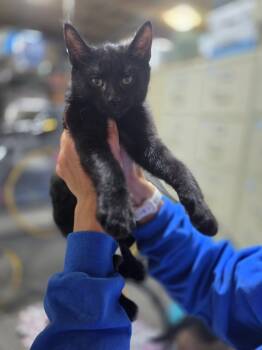 Rescue Domestic Short Hair Cats for Adoption in Minot, North Dakota - Snap | PetCurious