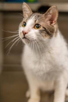 Oliver -  Domestic Short Hair Cat for Adoption in Hilton Head Island, South Carolina - Oliver | PetCurious